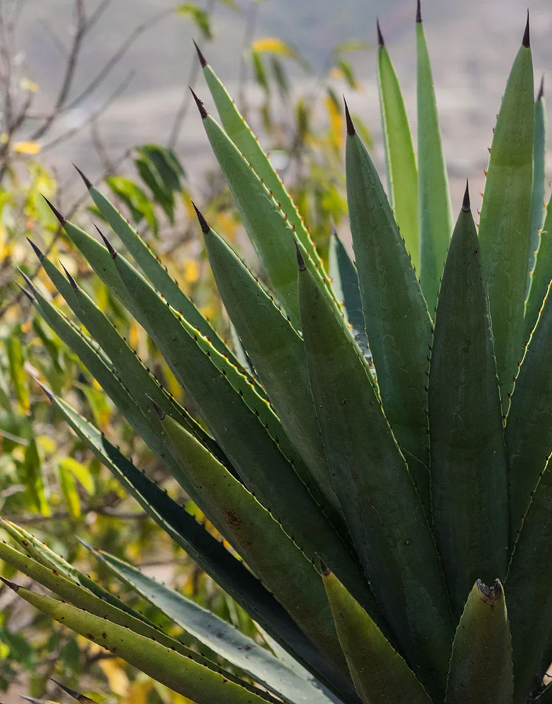 agave-clientes